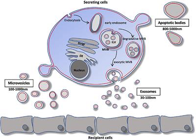 Extracellular Vesicles as Therapeutic Agents for Cardiac Fibrosis